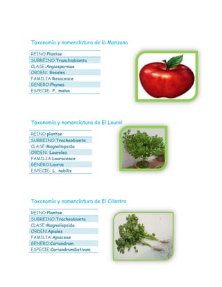 Taxonomía y nomenclatura de la Manzana
REINO:Plantae
SUBREINO:Tranchiobionta
CLASE:Angiospermae
ORDEN: Rosales
FAMILIA:Rosaceace
GENERO:Phynes
ESPECIE: P. malus
Taxonomía y nomenclatura de El Laurel
REINO:plantae
SUBREINO:Tracheobionta
CLASE:Magnoliopsida
ORDEN: Laureles
FAMILIA:Lauraceace
GENERO:Laurus
ESPECIE: L. nobilis
Taxonomía y nomenclatura de El Cilantro
REINO:Plantae
SUBREINO:Tracheobionta
CLASE:Magnoliopsida
ORDEN:Apiales
FAMILIA:Apiaceae
GENERO:Coriandrum
ESPECIE:CoriandrumSativum
 