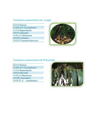 Taxonomía y nomenclatura de La papa
REINO:Plantae
SUBREINO:Tracheobionta
CLASE:Magnoliopsida
ORDEN:Solanales
FAMILIA:Solanaceae
GENERO:Solanum
ESPECIE:SolanumTuberosum
Taxonomía y nomenclatura de El Eucalipto
REINO:Plantae
SUBREINO:Tracheobionta
CLASE:Magnoliopsida
ORDEN:Myrtales
FAMILIA:Mytaceace
GENERO:Eucalyptus
ESPECIE: E. camaldulensis
 