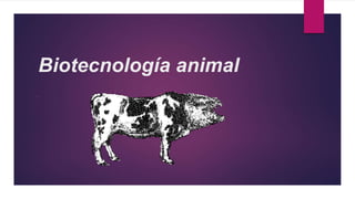 Biotecnología animal
.
 