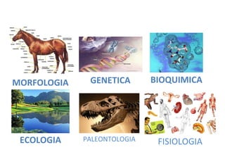 MORFOLOGIA    GENETICA       BIOQUIMICA




 ECOLOGIA    PALEONTOLOGIA    FISIOLOGIA
 
