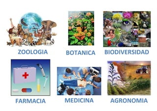 ZOOLOGIA   BOTANICA   BIODIVERSIDAD




FARMACIA   MEDICINA    AGRONOMIA
 