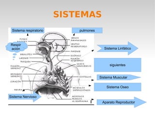SISTEMAS
 Sistema respiratorio       pulmones



Respir
ación                                    Sistema Linfático



                                            siguientes


                                       Sistema Muscular

                                           Sistema Oseo

Sistema Nervioso
                                        Aparato Reproductor
 