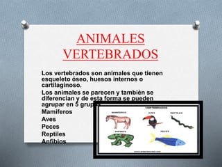ANIMALES
VERTEBRADOS
Los vertebrados son animales que tienen
esqueleto óseo, huesos internos o
cartilaginoso.
Los animales se parecen y también se
diferencian y de esta forma se pueden
agrupar en 5 grupos:
Mamíferos
Aves
Peces
Reptiles
Anfibios
 