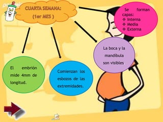 El embrión
mide 4mm de
longitud.
Comienzan los
esbozos de las
extremidades.
Se forman
capas:
 Interna
 Media
 Externa
La boca y la
mandíbula
son visibles.
 