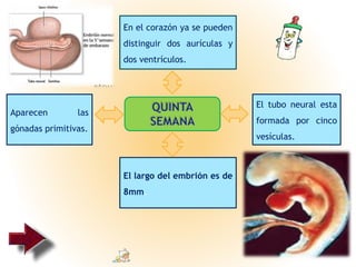 En el corazón ya se pueden
distinguir dos aurículas y
dos ventrículos.
Aparecen las
gónadas primitivas.
El largo del embrión es de
8mm.
El tubo neural esta
formada por cinco
vesículas.
 