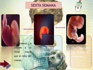 La cabeza a
crecido a un
ritmo mayor
que el resto del
cuerpo.
Se empiezan a
formar los
parpados.
Han aparecido
los esbozos de
los dientes.
 