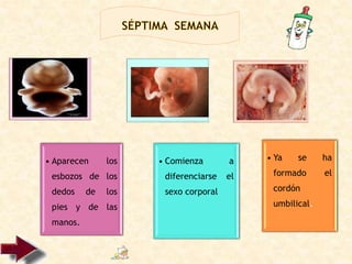 • Aparecen los
esbozos de los
dedos de los
pies y de las
manos.
• Comienza a
diferenciarse el
sexo corporal
• Ya se ha
formado el
cordón
umbilical.
 
