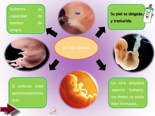 OCTAVA SEMANA
La cara adquiere
aspecto humano,
los dedos ya están
bien formados.
El embrión mide
aproximadamente
3cm
Aumenta su
capacidad de
bombeo de
sangre.
 
