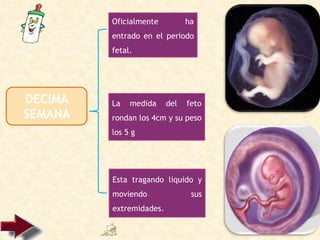 DECIMA
SEMANA
Oficialmente ha
entrado en el periodo
fetal.
Esta tragando liquido y
moviendo sus
extremidades.
La medida del feto
rondan los 4cm y su peso
los 5 g
 