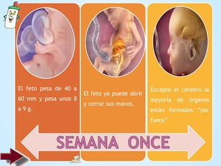 El feto pesa de 40 a
60 mm y pesa unos 8
a 9 g.
El feto ya puede abrir
y cerrar sus manos.
Excepto el cerebro la
mayoría de órganos
están formados “por
fuera”
 