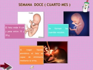 El feto mide 9 cm
y pesa entre 15 y
20 g
Se forman las
cuerdas vocales.
Al tragar liquido
amniótico el feto es
capaz de eliminarlo
mediante la orina.
 