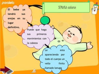 SEMANA catorce
Puede que haga
sus primeros
movimientos con
la cabeza
Le esta
apareciendo por
todo el cuerpo un
vello finito
llamado lanugo
El bebe ya
tendrá sus
orejas en su
lugar
definitivo.
 