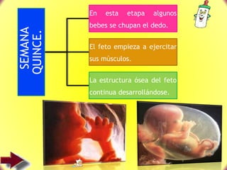 SEMANA
QUINCE.
En esta etapa algunos
bebes se chupan el dedo.
El feto empieza a ejercitar
sus músculos.
La estructura ósea del feto
continua desarrollándose.
 