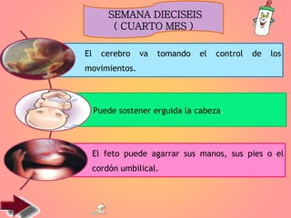 El cerebro va tomando el control de los
movimientos.
Puede sostener erguida la cabeza.
El feto puede agarrar sus manos, sus pies o el
cordón umbilical.
SEMANA DIECISEIS
( CUARTO MES )
 