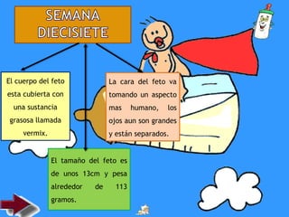El cuerpo del feto
esta cubierta con
una sustancia
grasosa llamada
vermix.
El tamaño del feto es
de unos 13cm y pesa
alrededor de 113
gramos.
La cara del feto va
tomando un aspecto
mas humano, los
ojos aun son grandes
y están separados.
 