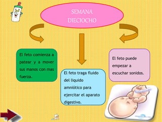SEMANA
DIECIOCHO
El feto comienza a
patear y a mover
sus manos con mas
fuerza.
El feto traga fluido
del liquido
amniótico para
ejercitar el aparato
digestivo.
El feto puede
empezar a
escuchar sonidos.
 
