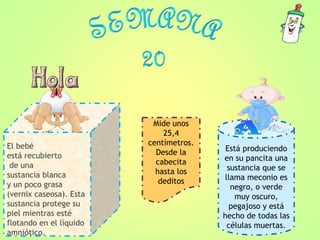 El bebé
está recubierto
de una
sustancia blanca
y un poco grasa
(vernix caseosa). Esta
sustancia protege su
piel mientras esté
flotando en el líquido
amniótico.
Está produciendo
en su pancita una
sustancia que se
llama meconio es
negro, o verde
muy oscuro,
pegajoso y está
hecho de todas las
células muertas.
Mide unos
25,4
centímetros.
Desde la
cabecita
hasta los
deditos
 