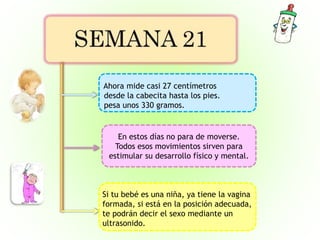 Ahora mide casi 27 centímetros
desde la cabecita hasta los pies.
pesa unos 330 gramos.
En estos días no para de moverse.
Todos esos movimientos sirven para
estimular su desarrollo físico y mental.
Si tu bebé es una niña, ya tiene la vagina
formada, si está en la posición adecuada,
te podrán decir el sexo mediante un
ultrasonido.
 
