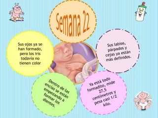 Sus ojos ya se
han formado,
pero los iris
todavía no
tienen color
 