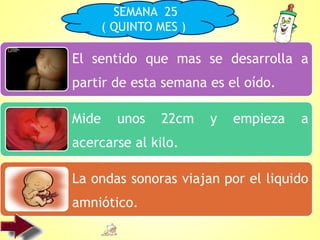 El sentido que mas se desarrolla a
partir de esta semana es el oído.
Mide unos 22cm y empieza a
acercarse al kilo.
La ondas sonoras viajan por el liquido
amniótico.
SEMANA 25
( QUINTO MES )
 