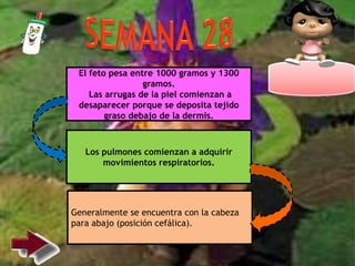 El feto pesa entre 1000 gramos y 1300
gramos.
Las arrugas de la piel comienzan a
desaparecer porque se deposita tejido
graso debajo de la dermis.
Los pulmones comienzan a adquirir
movimientos respiratorios.
Generalmente se encuentra con la cabeza
para abajo (posición cefálica).
 