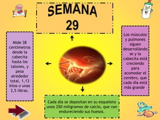Los músculos
y pulmones
siguen
desarrollándo
se y la
cabecita está
creciendo
para
acomodar el
cerebro, que
cada día está
más grande.
Mide 38
centímetros
desde la
cabecita
hasta los
talones, y
pesa
alrededor
total, 1,13
kilos o unas
2,5 libras.
Cada día se depositan en su esqueleto
unos 250 miligramos de calcio, que van
endureciendo sus huesos.
 