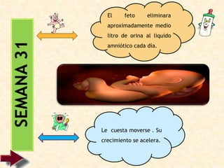 Le cuesta moverse . Su
crecimiento se acelera.
El feto eliminara
aproximadamente medio
litro de orina al liquido
amniótico cada día.
 