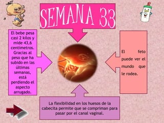 El bebe pesa
casi 2 kilos y
mide 43,6
centímetros.
Gracias al
peso que ha
subido en las
últimas
semanas,
está
perdiendo el
aspecto
arrugado.
El feto
puede ver el
mundo que
le rodea.
La flexibilidad en los huesos de la
cabecita permite que se compriman para
pasar por el canal vaginal.
 