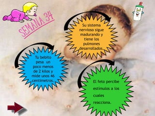 El feto percibe
estímulos a los
cuales
reacciona.
Su sistema
nervioso sigue
madurando y
tiene los
pulmones
desarrollados.
Tu bebito
pesa un
poco menos
de 2 kilos y
mide unos 46
centimetros.
 