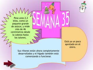 Pesa unos 2,3
kilos, como un
paquete grande
de azúcar, y mide
más de 46
centímetros desde
la cabeza hasta
los talones.
Sus riñones están ahora completamente
desarrollados y el hígado también está
comenzando a funcionar.
Está ya un poco
apretado en el
útero.
 