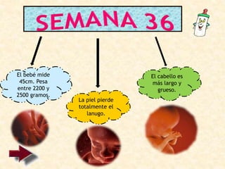 El bebé mide
45cm. Pesa
entre 2200 y
2500 gramos.
La piel pierde
totalmente el
lanugo.
El cabello es
más largo y
grueso.
 