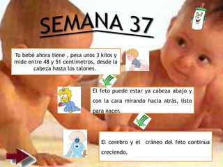 Tu bebé ahora tiene , pesa unos 3 kilos y
mide entre 48 y 51 centímetros, desde la
cabeza hasta los talones.
El cerebro y el cráneo del feto continua
creciendo.
El feto puede estar ya cabeza abajo y
con la cara mirando hacia atrás, listo
para nacer.
 