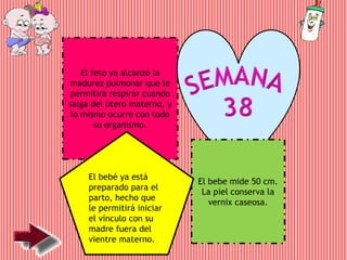 El feto ya alcanzó la
madurez pulmonar que le
permitirá respirar cuando
salga del útero materno, y
lo mismo ocurre con todo
su organismo.
El bebe mide 50 cm.
La piel conserva la
vernix caseosa.
El bebé ya está
preparado para el
parto, hecho que
le permitirá iniciar
el vínculo con su
madre fuera del
vientre materno.
 