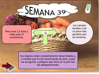Los varones
tienden a ser
un poco más
gorditos que
las hembras.
Pesa unos 3,2 kilos y
mida unos 51
centímetros.
Sus órganos están completamente desarrollados y,
a medida que ha ido aumentando de peso, todas
las arruguitas y pliegues que tenía en la piel han
ido desapareciendo.
 