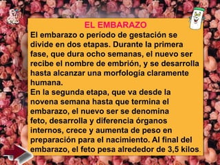 EL EMBARAZO
El embarazo o período de gestación se
divide en dos etapas. Durante la primera
fase, que dura ocho semanas, el nuevo ser
recibe el nombre de embrión, y se desarrolla
hasta alcanzar una morfología claramente
humana.
En la segunda etapa, que va desde la
novena semana hasta que termina el
embarazo, el nuevo ser se denomina
feto, desarrolla y diferencia órganos
internos, crece y aumenta de peso en
preparación para el nacimiento. Al final del
embarazo, el feto pesa alrededor de 3,5 kilos.
 