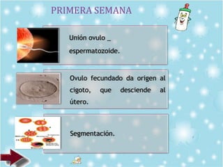 Unión ovulo _
espermatozoide.
Ovulo fecundado da origen al
cigoto, que desciende al
útero.
Segmentación.
PRIMERA SEMANA
 