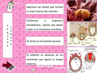 E
S
e
g
u
n
d
a
s
e
m
a
n
a
Aparecen las células que forman
la masa interna del embrión.
Comienzan a originarse
amnioblastos, células que darán
origen a la membrana amniótica.
Se forma la circulación lacunar.
El embrión se alimenta de los
nutrientes que aporta la sangre
materna.
 