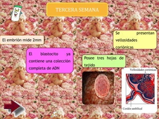 TERCERA SEMANA
El embrión mide 2mm
El blastocito ya
contiene una colección
completa de ADN
Posee tres hojas de
tejido
Se presentan
vellosidades
coriónicas
 