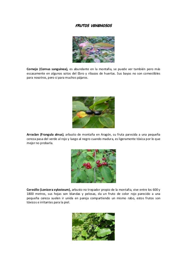 ANIMALES, FRUTAS Y PLANTAS VENENOSAS