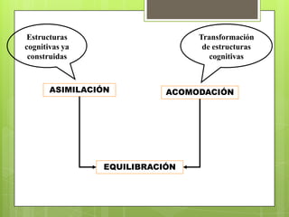 División del Desarrollo Cognitivo: