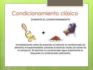 Recuperación Espontánea: Reaparición de una respuesta, previamente extinguida, después de un período durante el cual no se ha tenido contacto con el estímulo condicionado.