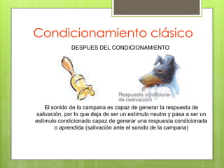 Generalización de Estímulos: Proceso a través del cual el organismo aprende a responder a estímulos similares al estímulo condicionado.