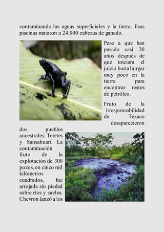 contaminando las aguas superficiales y la tierra. Esas 
piscinas mataron a 24.000 cabezas de ganado. 
Pese a que han 
pasado casi 20 
años después de 
que iniciara el 
juicio basta hurgar 
muy poco en la 
tierra para 
encontrar restos 
de petróleo. 
Fruto de la 
irresponsabilidad 
de Texaco 
desaparecieron 
dos pueblos 
ancestrales: Tetetes 
y Sansahuari. La 
contaminación 
fruto de la 
explotación de 300 
pozos, en cinco mil 
kilómetros 
cuadrados, fue 
arrojada sin piedad 
sobre ríos y suelos. 
Chevron lanzó a los 
 