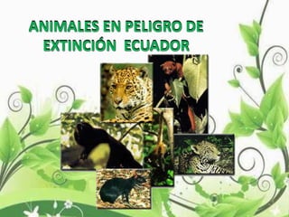 ANIMALES EN PELIGRO DE
EXTINCIÓN ECUADOR
ANIMALES EN PELIGRO DE
EXTINCIÓN ECUADOR
 