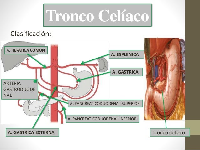 Arterias del miembro inferior