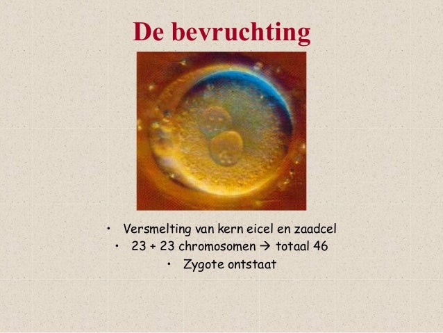 De bevruchting