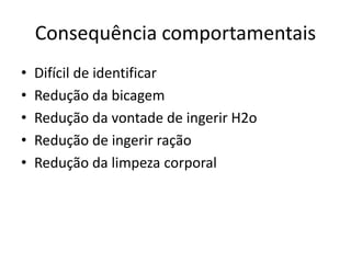 Consequência comportamentais
• Difícil de identificar
• Redução da bicagem
• Redução da vontade de ingerir H2o
• Redução de ingerir ração
• Redução da limpeza corporal
 