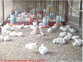 Lote recém debicado. AVILA (2011)
 