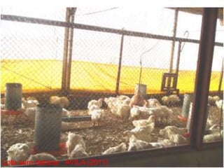 Lote sem debicar. AVILA (2011)
 