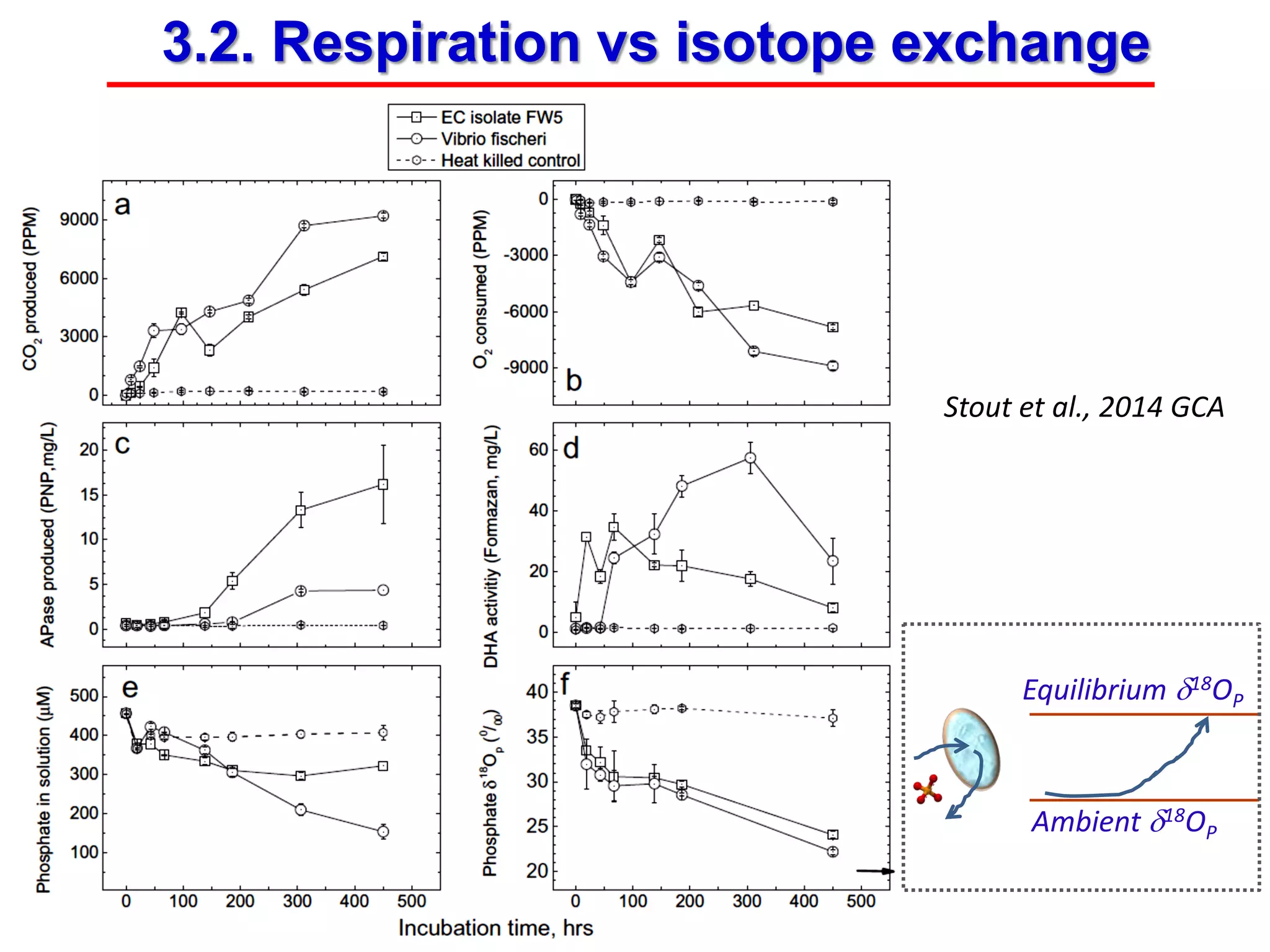 Stout et al., 2014 GCA
3.2. Respiration vs isotope exchange
Equilibrium δ18OP
Ambient δ18OP
 